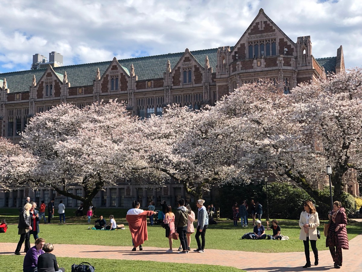 Cherry Blossoms at U of W quad.