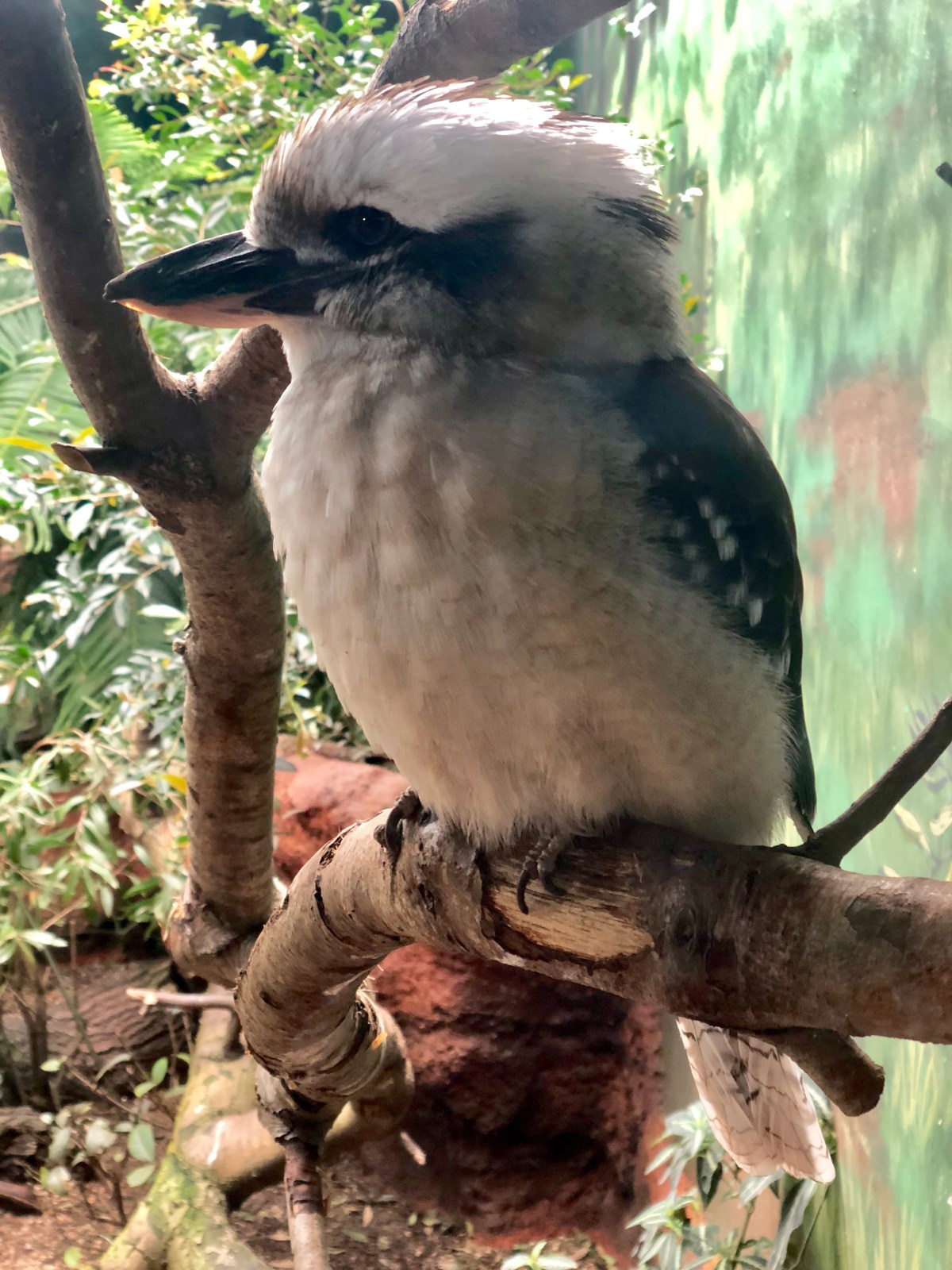 Laughing Kookaburra